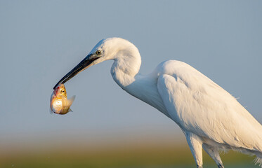 Little Egret (Egretta garzetta) is a wetland bird that feeds on fish, frogs and aquatic invertebrates. It is seen in suitable habitats in the Tigris Valley in Diyarbakır.