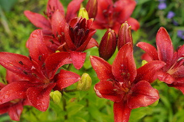 red lilies, flower after rain, blooming lilies, flower bed, lilies after rain, garden flowers, rain droplets, floral garden, vibrant lilies, nature after rain, moist flower, lily petals, blooming plan