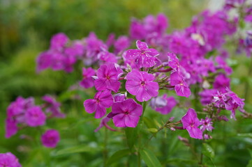 vegetable garden, flowerbed, phlox, garden plants, decorative flowers, gardening, nature, green area, summer day, landscape, picturesque view, garden, flowerbed in a vegetable garden, garden design, b