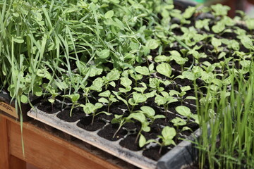 seedlings in a garden