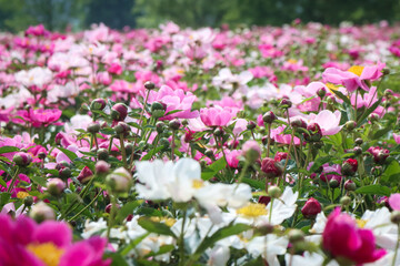 Obraz premium 작약