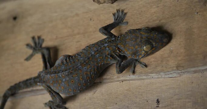 closed up large gecko on roof, Gekkoninae, Gekko,Laurenti, reptile concept