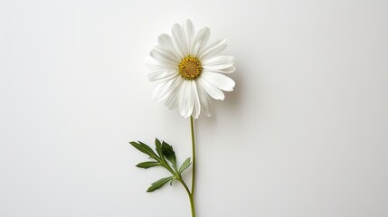 Obraz premium A pristine white daisy, with its stem and leaves spread out, positioned flat against a white background, highlighting its simplicity.