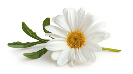 Fototapeta premium A vibrant white daisy lying flat with its stem and leaves spread out against a white background, highlighting its delicate beauty.