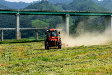 Fototapeta premium The harvester is harvesting the wheat field on summer.