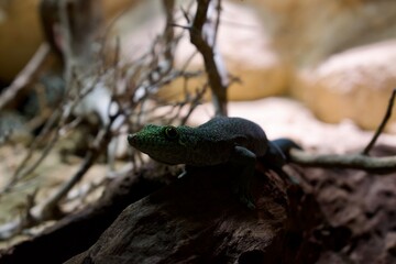 lizard on the tree