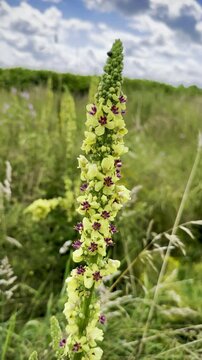 Vibrant close-up of Verbascum thapsus, commonly known as common mullein, showcasing its tall yellow flower spike blooming in a lush green meadow under a blue sky with fluffy white clouds in summer