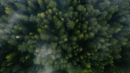 Coniferous forest view from a drone