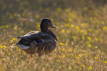 mallard duck in the morning light