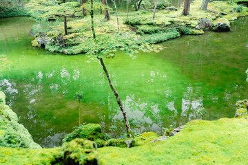 京都の西芳寺の庭園