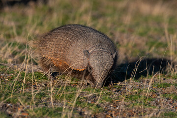 Hairy Armadillo, in grassland environment, Peninsula Valdes, Patagonia, Argentina