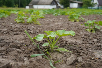 zucchini seedling, vegetable garden, plantation, young plant, squash, agriculture, green sprout, ecology, organic farming, green leaf, growth beginning, farming, harvest, vegetable plot, agrarian crop