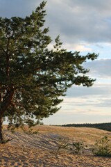 pine tree in the mountains