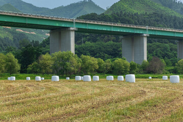 The beautiful bales ensilage wrapped in whte polyethylene in the green field.