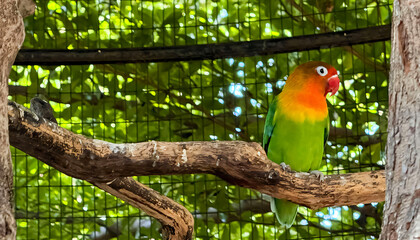 cute bird lovebirds or parrot are perched on a tree branch. This bird which is used as a symbol of true love has the scientific name Agapornis fischeri