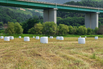 The beautiful bales ensilage wrapped in whte polyethylene in the green field.