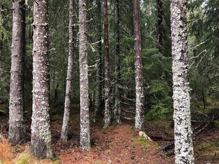 Fototapeta premium trees in the forest