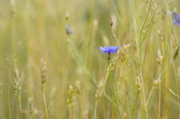 wheat field, cornflowers, rural landscape, summer, grain crops, nature, Ukrainian field, golden wheat, wildflowers, countryside, agriculture, harvest, wheat ears, wheat field, rural beauty, cornflower