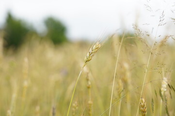 wheat field, cornflowers, rural landscape, summer, grain crops, nature, ukrainian field, golden wheat, wildflowers, countryside, agriculture, harvest, wheat ears, rural beauty, cornflowers in the fiel