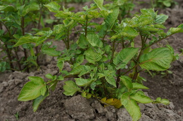 
Ось 50 ключових слів для фото з плантацією молодої картоплі на городі:

Українською (50 ключових слів):
плантація картоплі, молода картопля, город, сільське господарство, картопляне поле, зелень, вир