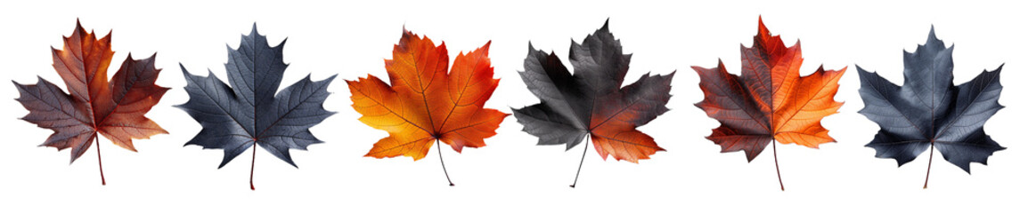 Set with fall and autumn maple leaves in orange and black colors isolated on white background. autumn season concept for Thanksgiving or Halloween concept