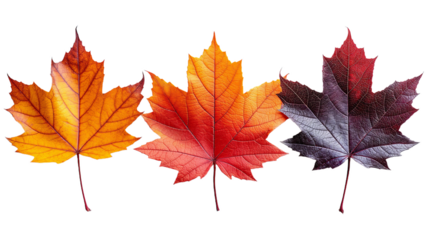 Three maple leaves are displayed against a white background. The leaves are isolated and arranged in a row, with the first leaf exhibiting a predominantly orange hue, the second leaf displaying shades