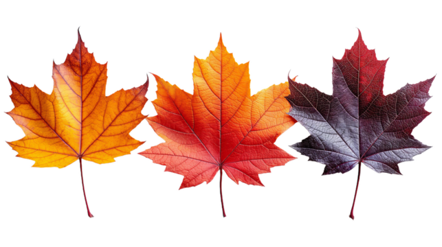 Three maple leaves are displayed against a white background. The leaves are isolated and arranged in a row, with the first leaf exhibiting a predominantly orange hue, the second leaf displaying shades