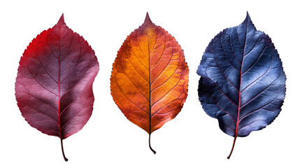 Obraz premium Three colorful fall leaves are isolated on a white background. The leaves are positioned horizontally, with a reddish-purple leaf on the left, an orange and red leaf in the center, and a deep blue lea