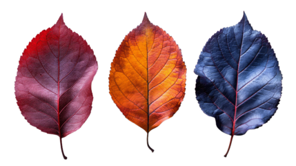 Three colorful fall leaves are isolated on a white background. The leaves are positioned horizontally, with a reddish-purple leaf on the left, an orange and red leaf in the center, and a deep blue lea