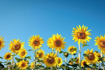 Beautiful field of bright yellow sunflowers under a clear blue sky, showcasing a vibrant and sunny summer landscape.