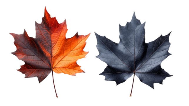 Array of isolated orange and black maple leaves symbolizing the beauty of fall and autumn, displayed against a clean white backdrop. Ideal for conveying the autumn season concept in designs and visual