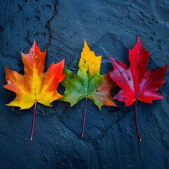 Obraz premium simple 4 leaves cover maples colourful natural