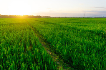 Fototapeta premium green summer rural field at the sunset, countryside agricultural natural landscape. rice field landscape scenery