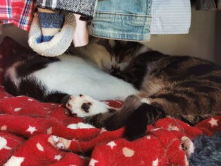 love bug heart cuddle cats