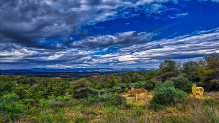 El Masroig - cabres - Priorat