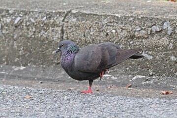 Rock Dove or Rock Pigeon (Columba livia) single leg standing on the city street