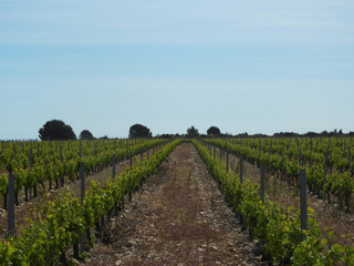 Naklejka premium Vignes