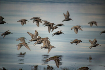 Sandpipers motion flight over the blue sea