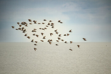 flock of sandpipers flying over blue water.