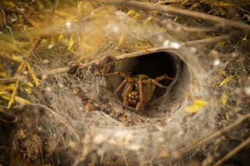 large hairy wolf spider in tunnel web
