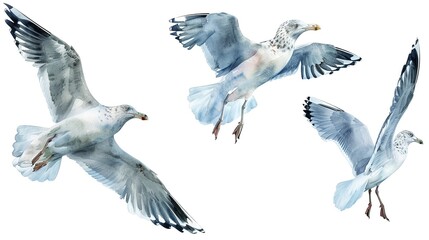 Fototapeta premium Greylag goose