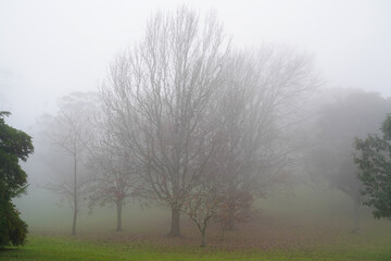 Foggy Landscape with Bare Trees in Misty Morning