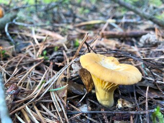 chanterelle mushrooms in the forest