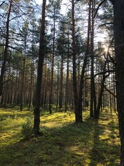 pine forest in the morning sun