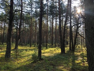 pine forest in the morning sun