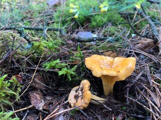 chanterelle mushrooms in the forest