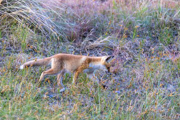Junger Fuchs, Welpe auf den Sundischen Wiesen.
