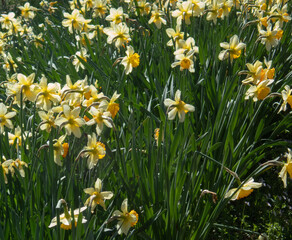 Fototapeta premium Daffodil growing on a hillside