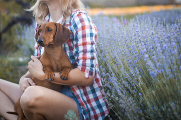 dachshund with his owner in a sunny summer lavender park