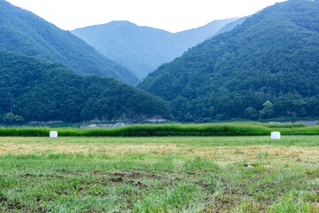 The beautiful green field on summer.  © Chongbum Thomas Park